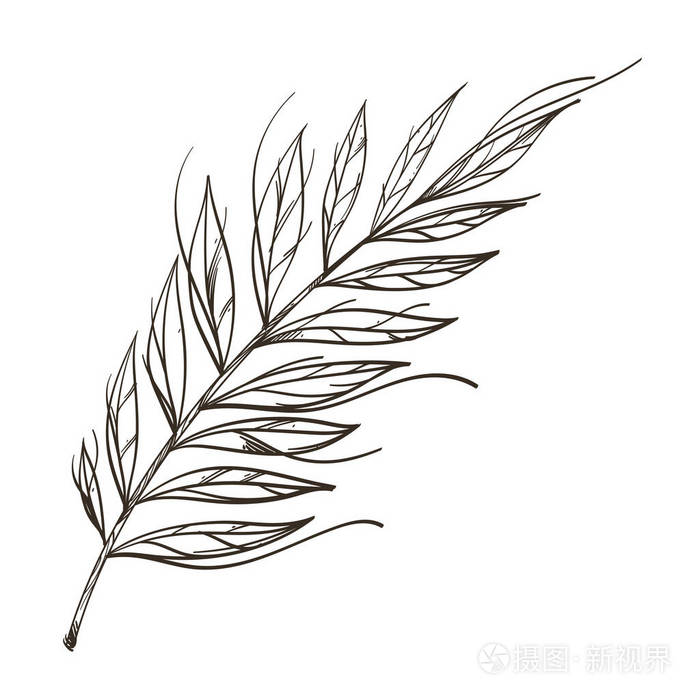 树枝与树叶在手绘素描风格. 装饰植物元素的贺卡邀请和更多.