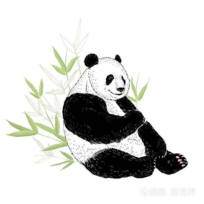 可爱的熊猫吃竹叶在白色查出的向量例证