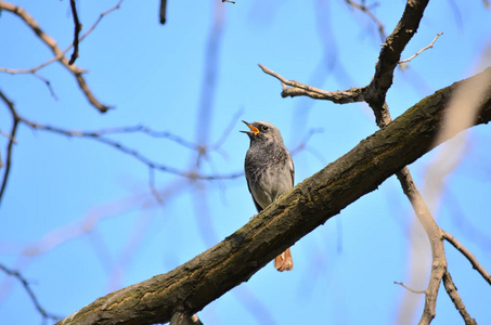 黑色红发或黑色红尾青霉。 在它的自然栖息地的春天，布莱克斯特坐在树枝上唱歌。 乌克兰的动物群。 特写镜头。