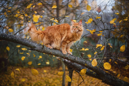 鬃毛浣熊猫在树枝上猫秋叶落