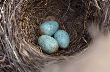 s nest in their natural habitat. Fauna of Ukraine. Shallow depth