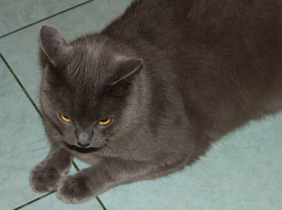 灰色漂亮的猫。 灰色漂亮的猫。 一只大眼睛的猫。