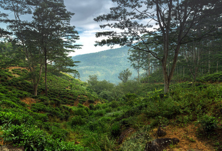 绿茶叶背景山茶树种植园斯里兰卡