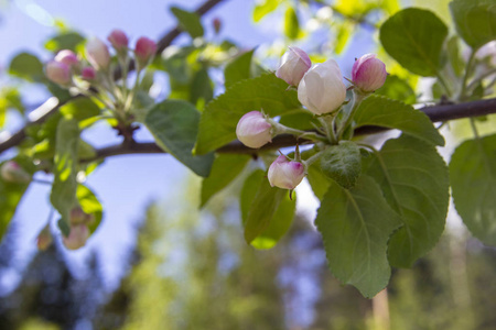 枝繁叶茂的苹果树在蓝天白云的映衬下，粉樱花在浅蓝色的粉彩背景上。