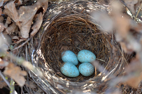 s nest in their natural habitat. Fauna of Ukraine. Shallow depth