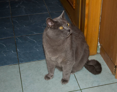 灰色的漂亮猫。灰色的漂亮猫。一只大眼睛的猫。