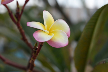 大自然中五彩缤纷的花朵和绿叶..大自然中五彩缤纷的花朵..花园里的花在正式花园里绽放。公园。美丽的花园