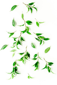 白色背景的绿叶植物
