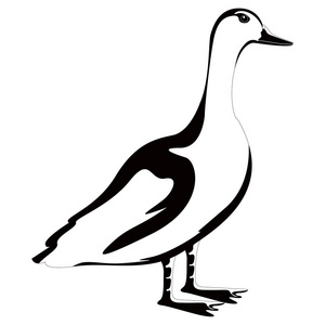 孤立可爱的鸭子剪影照片