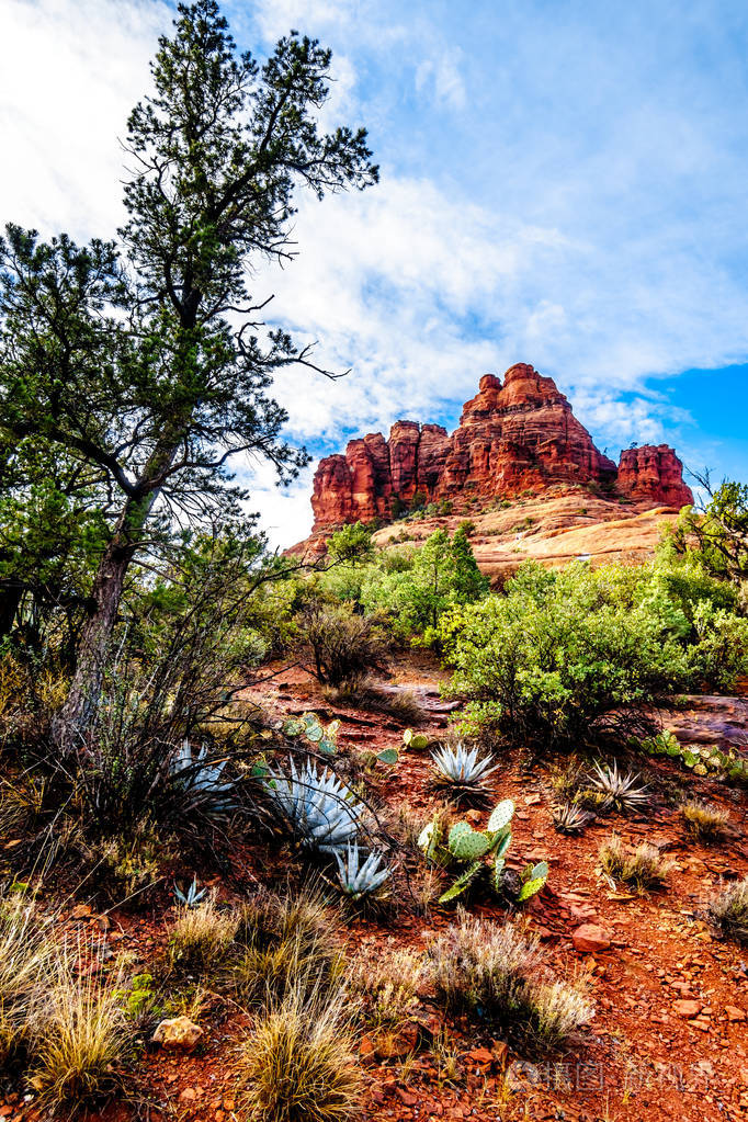 州北部塞多纳附近的科科尼诺国家森林中红岩和红壤上生长的植被