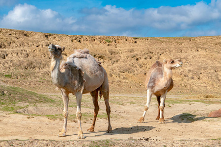 以色列沙漠中的骆驼