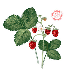 与成熟的草莓的酸图片