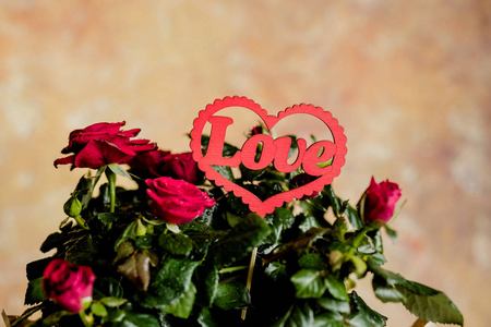 红玫瑰包裹在纸上柔和的背景。情人节贺卡设计节日贺卡和婚礼请柬, 母亲节快乐, 生日, 情人节和节日。复制