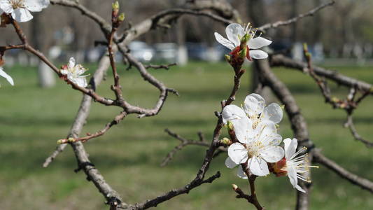 春天苹果树花开花草背景