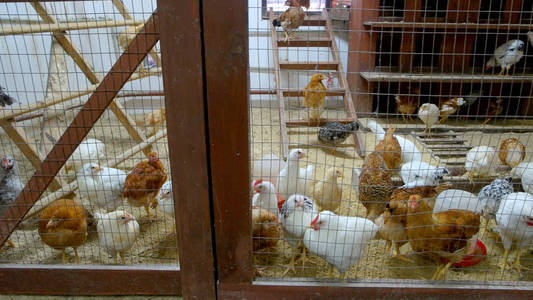 家禽养殖场鸡舍里的鸡
