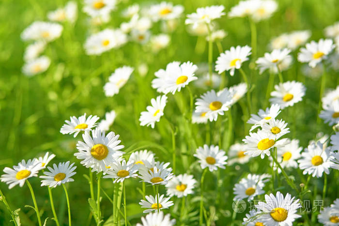 照片 绿色草地上的雏菊花 洋甘菊背景(选择性dof.jpg
