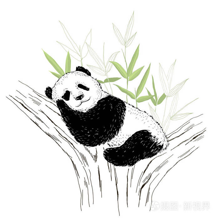 插画 可爱的熊猫睡在树上.在白色查出的向量例证.eps