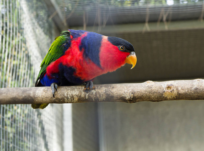 s red parrot. Red Lori is a bird of the parrot family. The main 