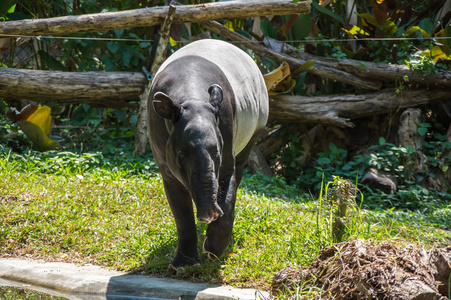 泰国芭堤雅动物园目图片
