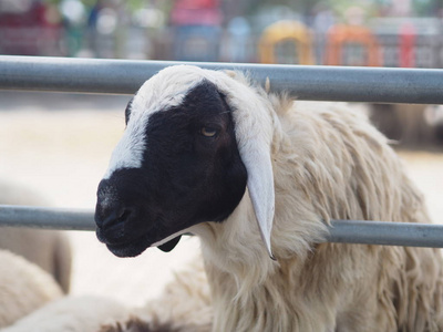羊脸是面对农场动物的羊毛