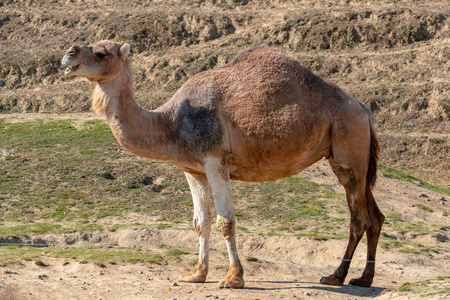 以色列沙漠中的骆驼