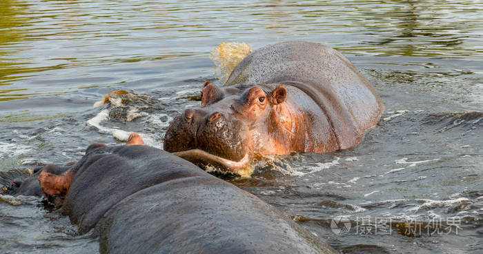 一群普通的河马河马两栖动物或河马在南卢光瓦河南卢光瓦赞比亚非洲