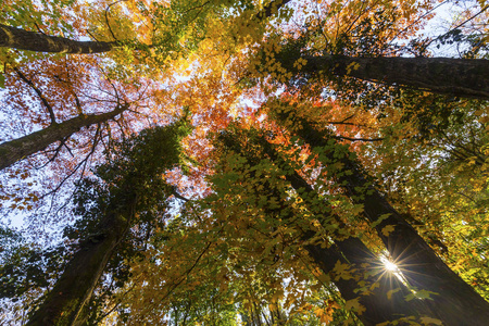 在森林里阳光明媚的一天，充满活力的秋色