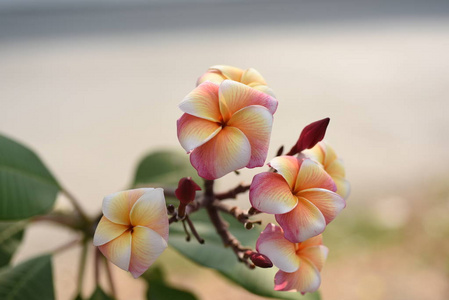 自然界中五颜六色的花和绿叶。自然界中五颜六色的花。 花园里的花在正式的花园里盛开。 公园。 美丽的花园