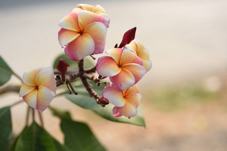 花园里五颜六色的花。梅花盛开。花园里美丽的花在夏天绽放。