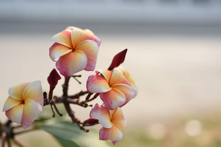 花园里五颜六色的花。梅花盛开。花园里美丽的花在夏天绽放。