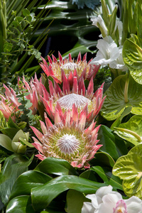 南非的国花