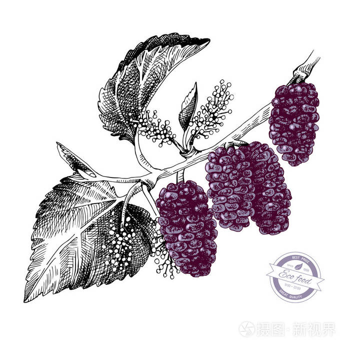 手绘桑树分枝插画-正版商用图片18ez3i-摄图新视界