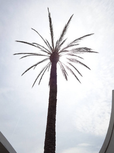 天空背景上的棕榈树