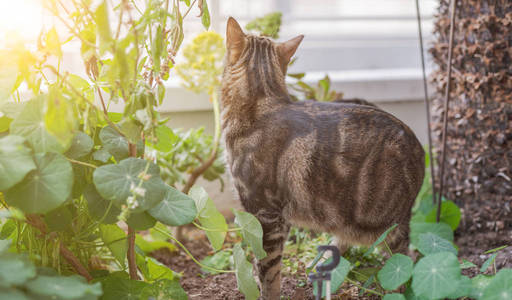 在阳光明媚的日子里，美丽的短发猫在花园里玩植物