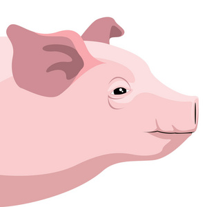 离体的猪离体的猪头照片