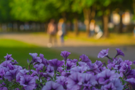 公园背景上的花朵模糊的背景