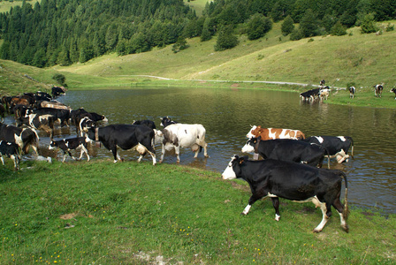 有放牧奶牛的山景