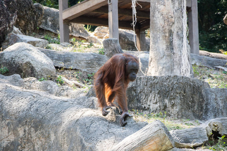 泰国芭堤雅动物园的猩猩景观