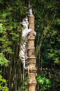 泰国芭堤雅动物园老虎景观