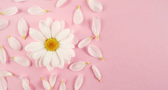 花背景白色雏菊花。