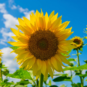 阳光明媚的一天,向日葵在天空中盛开照片