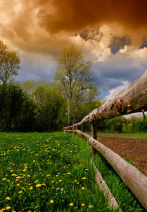 乡村景观木栅栏和树木盛开的蒲公英春天