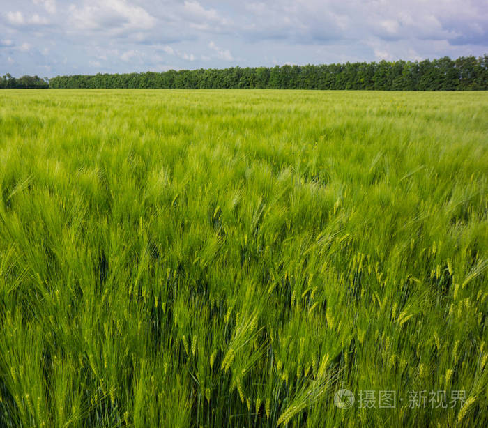 草原带春季青生麦田