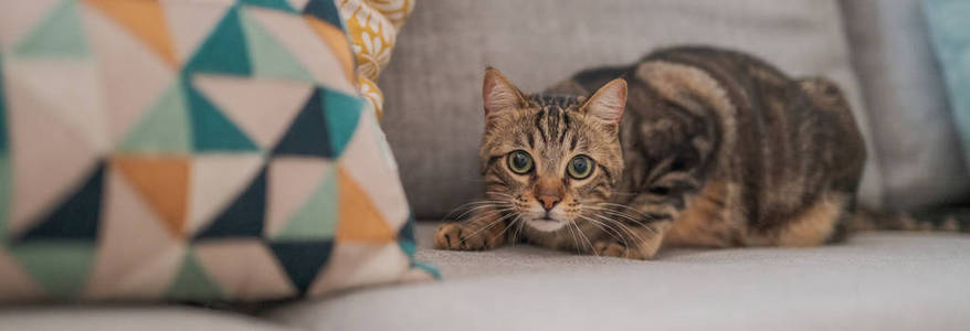 漂亮的短发猫躺在家里的沙发上