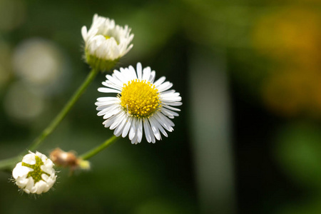 森林里的洋甘菊花