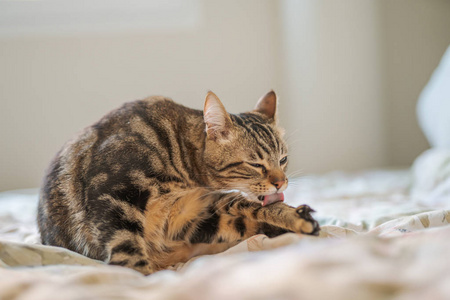 一只漂亮的短发猫躺在家里的床上