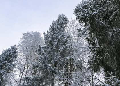 冬季景观在多云天气树木在白色蓬松霜在严寒。
