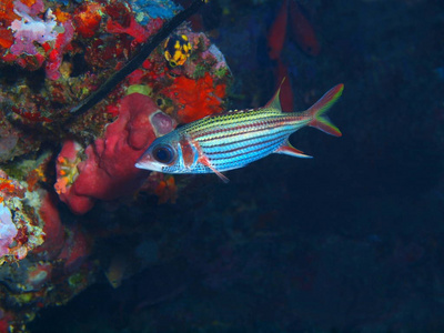 印尼北部苏拉威西布纳肯岛珊瑚鱼神奇而神秘的水下世界