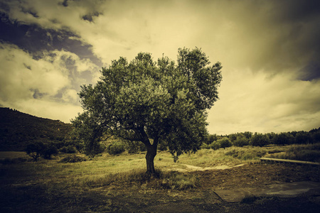 古老的橄榄树在大自然中，细节的一棵树做油