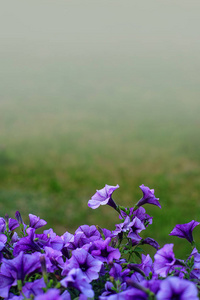 公园背景模糊的花朵